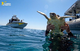 Pesaro - Il viaggio ricomincia: liberate dalla Guardia di Finanza due tartarughe caretta caretta